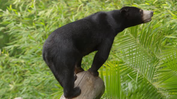 sun bear sniffing for food sources