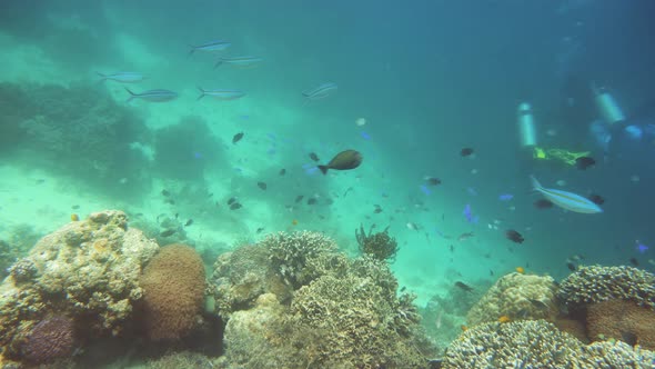 Coral Reef and Tropical Fish Underwater. Camiguin, Philippines