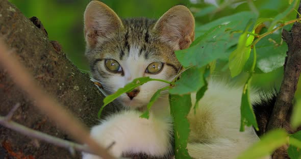 Stray Kitten on a Tree Branch