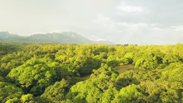 Aerial View Tropical Orchard with Mango Trees on Mountain and Sky Landscape. Drone View Green Mango