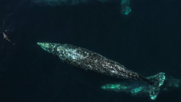 Amazing drone view of Gray Whales migrating together near Catalina Island on whale watching excursio