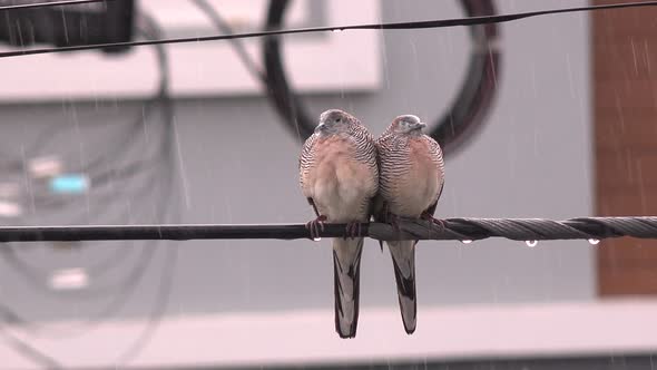 Two cute birds huddle together on a wire during a storm.