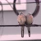 Two cute birds huddle together on a wire during a storm. - VideoHive Item for Sale