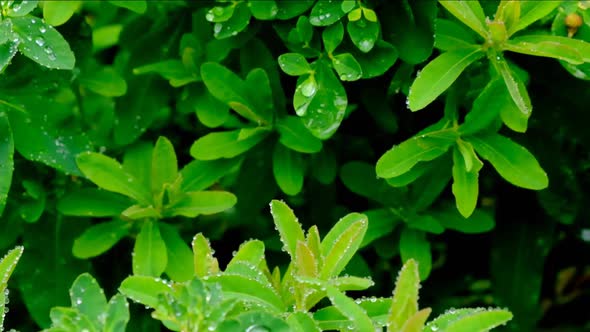Dew drops on green plants.Water droplets on green leaves