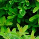 Dew drops on green plants.Water droplets on green leaves - VideoHive Item for Sale