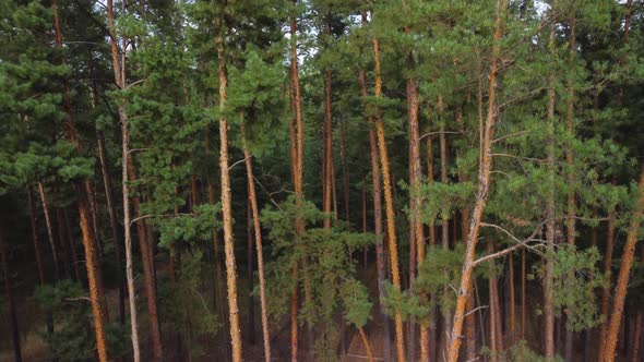 Aerial View of the Coniferous Forest