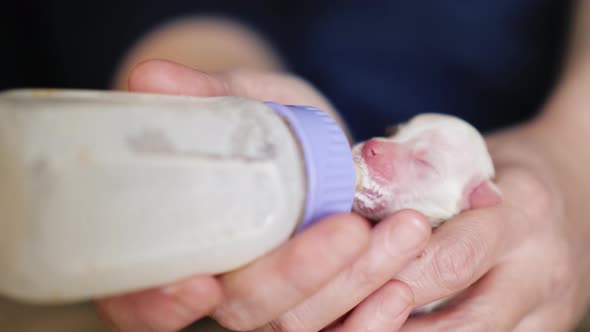 Newborn White Puppy Is Fed From a Bottle