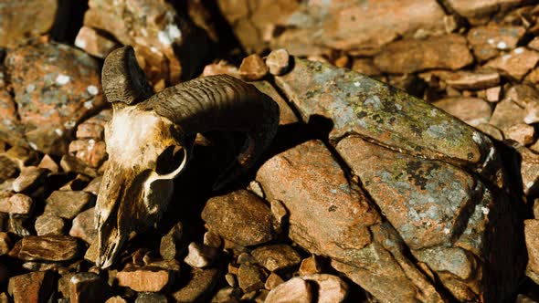 Ram Skull on Desert Rocks