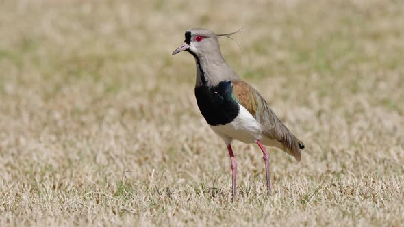 Foraging Southern Lapwing on open grass area, static shot