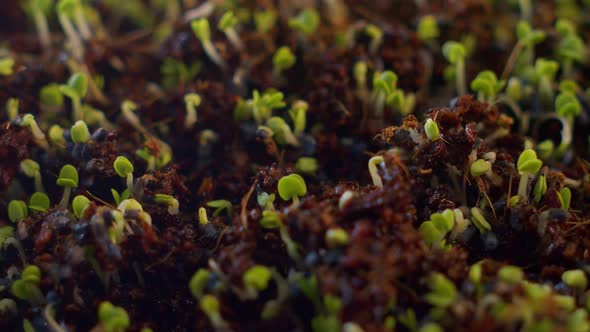 Timelapse of Sprouts Growing Out of the Ground