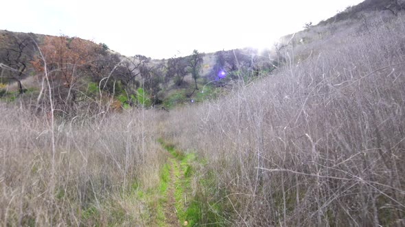 Walking Through the Tall Bushes in the Park. POV Shot