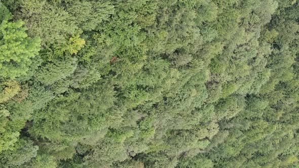 Vertical Video Aerial View of Trees in the Forest