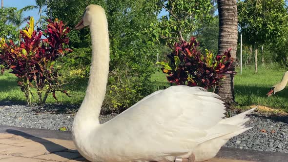 beautiful swan taking the sun, animals birds