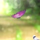 Beautiful Butterfly on the Forest Trail Lands on the Robot's Hand - VideoHive Item for Sale