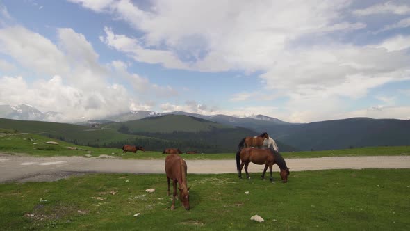 Mountain Landscape with Grazing Horses Transalpina Romania