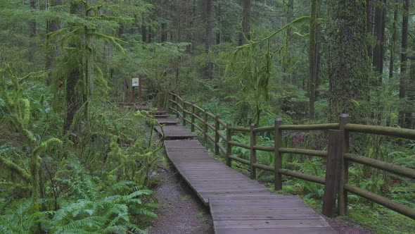 Beautiful Path in the Rainforest