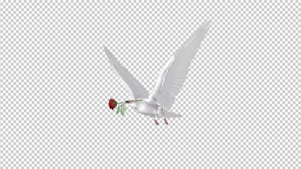 White Dove with Red Rose - Flying Loop - Side Angle II alt