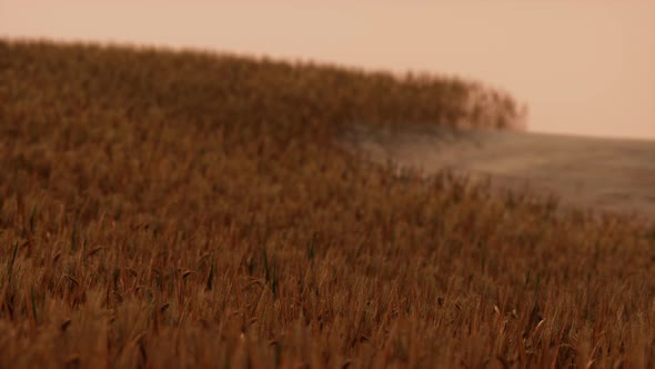 Gold Wheat Field at Sunset Landscape