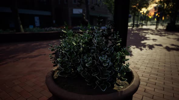 Decorative Pots with Plants on the Sidewalk