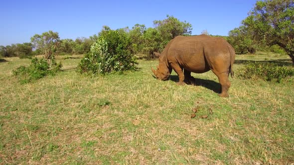 Rhino Grazing in Savannah at Africa