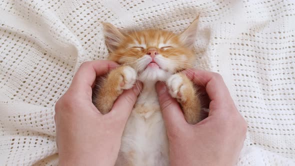 Striped Ginger Kitten Lying on Hands