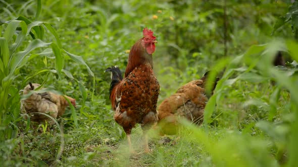 Flock Of Chickens Grazing On The Farm