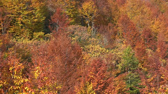 Fading Tree Leaves In The Forest With Approaching Autumn Season