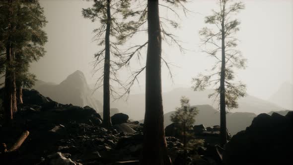 Trees in Fog in Mountains