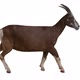 Goat Walkcycle - VideoHive Item for Sale