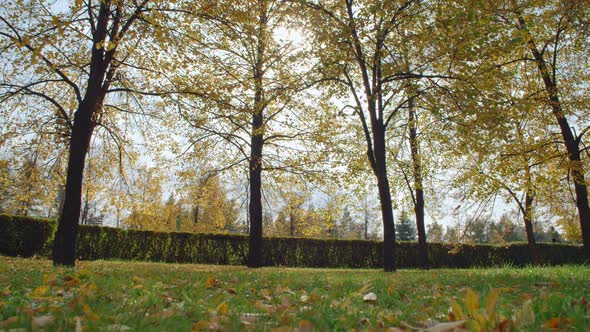 Tranquil View of Leaves Falling from Trees