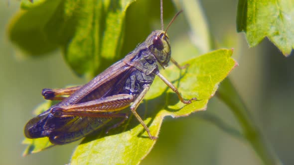 Agricultural Pest Grasshopper or Locust Sitting on Grass