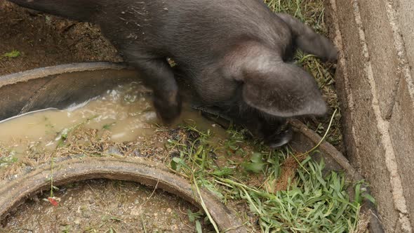 Livestock feeding pig in the barn 4K 2160p 30fps UltraHD footage - Domestic animal from the genus Su