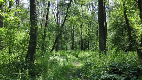 Beautiful Green Forest on a Summer Day Slow Motion