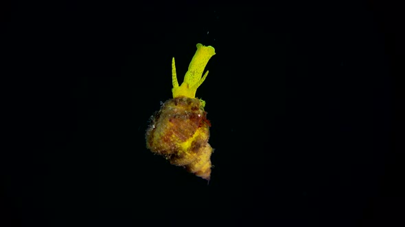 Wentle trap snail hanging in open water during a night dive.