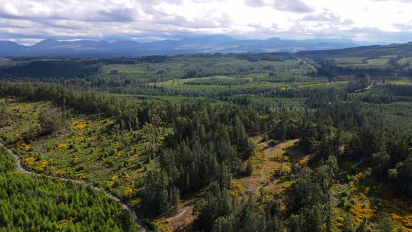 Big patches of logged forest within untouched old-growth near Nanaimo, BC. Aerial footage of flight