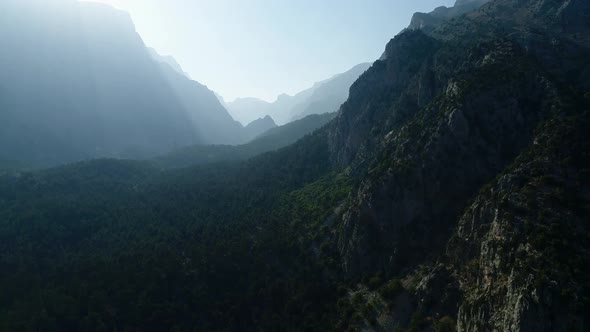 Forests With Mountains