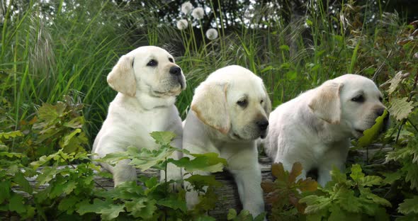 Yellow Labrador Retriever, Puppies in the Vegetation, Normandy in France, Slow Motion 4K