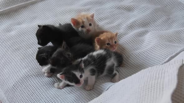 Six Newborn Little Kittens Crawling on White Background. Group of Cute Kittens