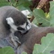 Two Lemurs Licking and Cleaning the Fur of Each Other in a Big Tree in Summer - VideoHive Item for Sale