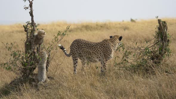 Cheetah and two cubs in the savannah