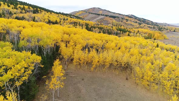 Flying over golden aspen tree forest in the Idaho wilderness during Fall