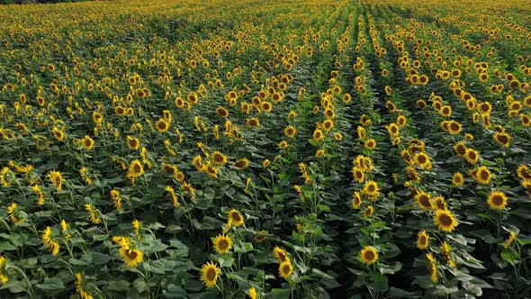 Aerial view of agricultural fields flowering oilseed. Field of sunflowers. Top view.