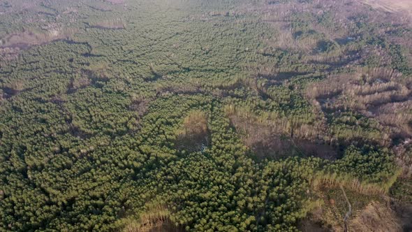 Aerial drone view of deforestation of a pine forest. Ecology concept change tree forest drought