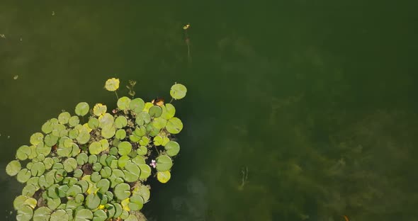koi fish swimming in water lilies in a crystal clear lake, aerial view