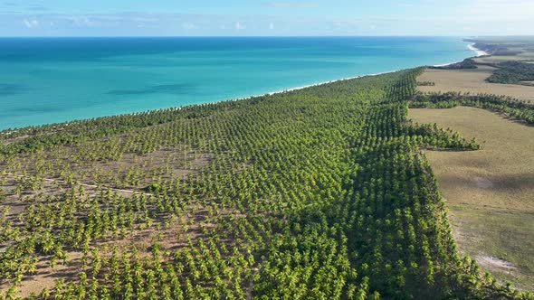 Coconut trees plantation near Gunga Beach at Maceio Alagoas Brazil.