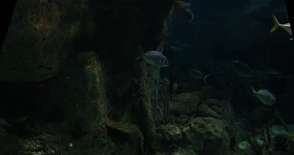 Aquarium Fish