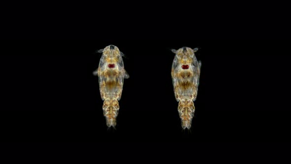 Sea Lice Under the Microscope, Larvae Are Members of the Copepoda Family, Siphonostomatoida