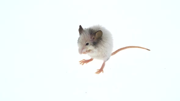Decorative Mouse Washing Up Isolated on a White Background in Studio