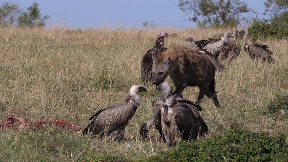 African White Backed Vulture, gyps africanus, Lappet-faced vulture or Nubian vulture, spotted Hyena