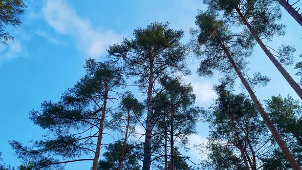 Tall Pine Trees Sway in Wind Against the Blue Sky